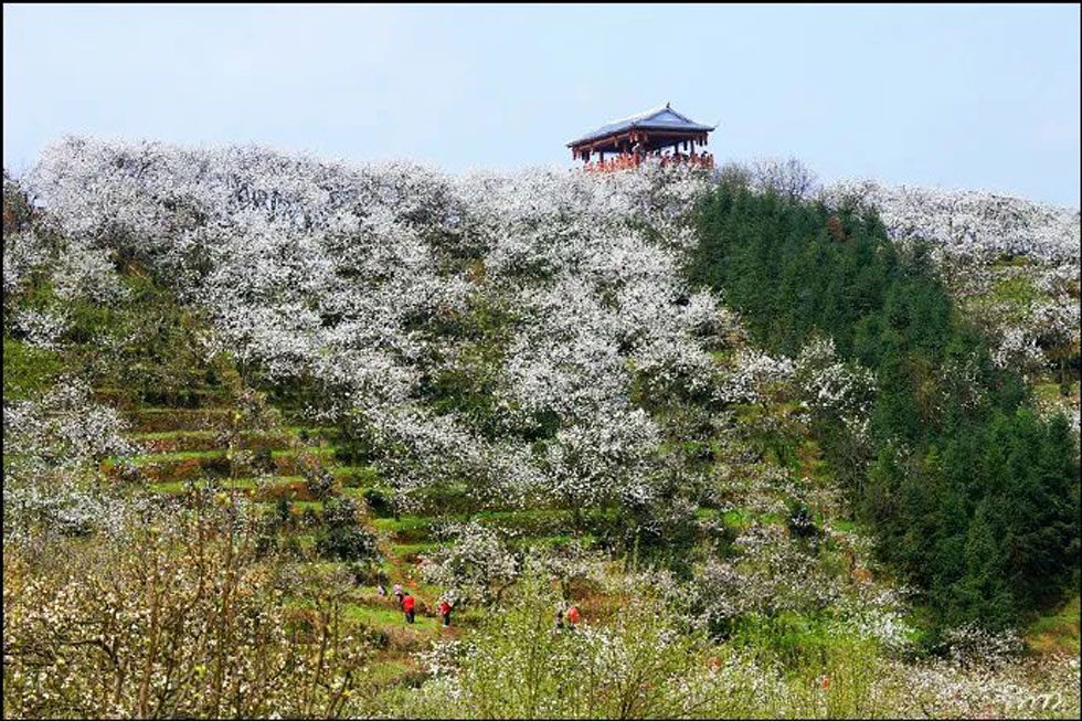 【春天，广西桂林灌阳县向您发出邀请！】我们在灌阳看梨花 - 游山玩水 - 武汉生活社区 - 武汉28生活网 wh.28life.net