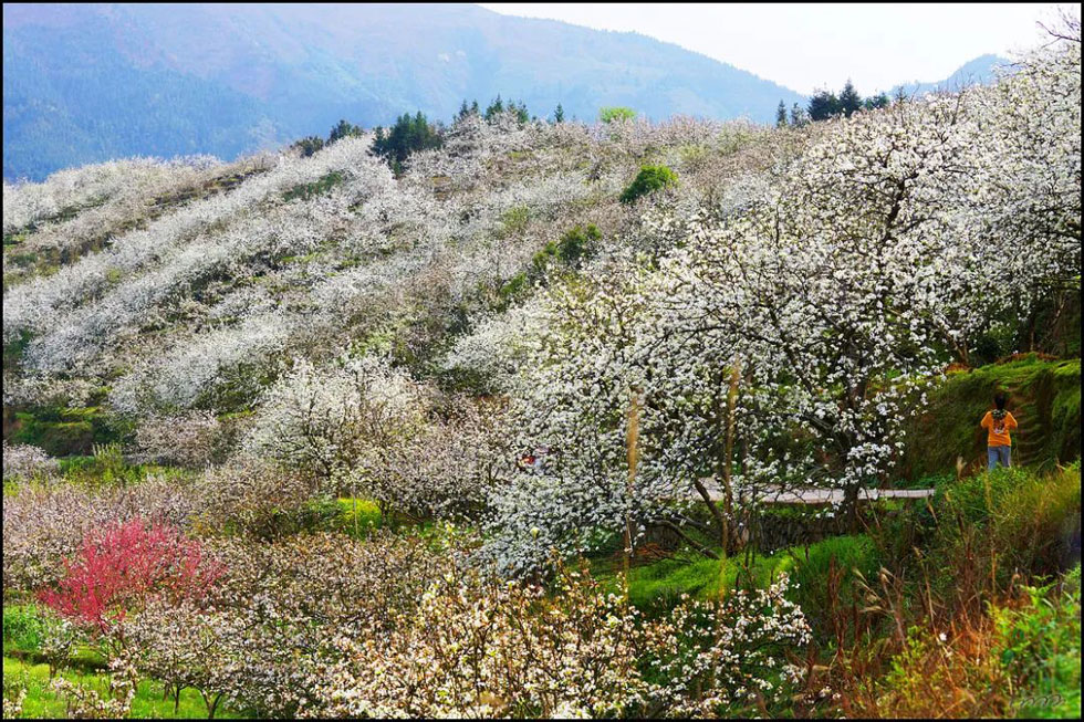 【春天，广西桂林灌阳县向您发出邀请！】我们在灌阳看梨花 - 游山玩水 - 武汉生活社区 - 武汉28生活网 wh.28life.net