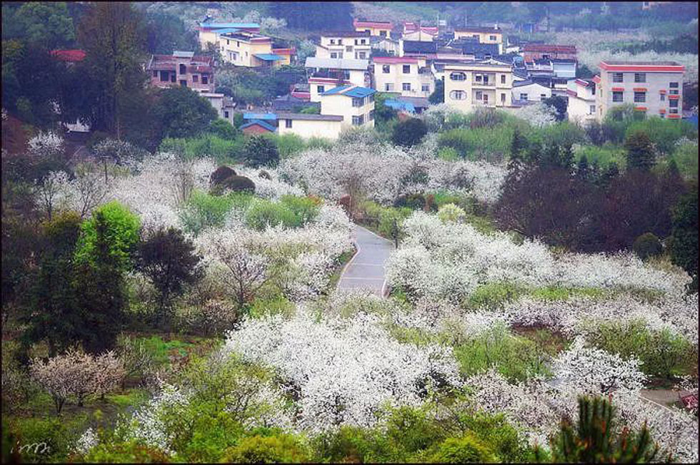 【春天，广西桂林灌阳县向您发出邀请！】我们在灌阳看梨花 - 游山玩水 - 武汉生活社区 - 武汉28生活网 wh.28life.net