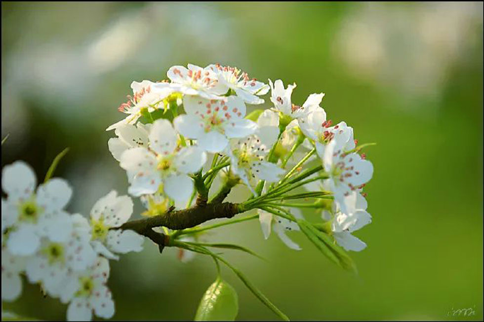 【春天，广西桂林灌阳县向您发出邀请！】我们在灌阳看梨花 - 游山玩水 - 武汉生活社区 - 武汉28生活网 wh.28life.net
