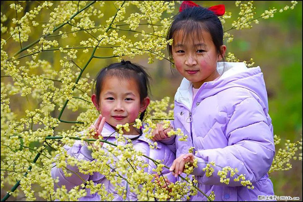 【春天，广西桂林灌阳县向您发出邀请！】米珠山前有片山苍子花在飘香 - 游山玩水 - 武汉生活社区 - 武汉28生活网 wh.28life.net