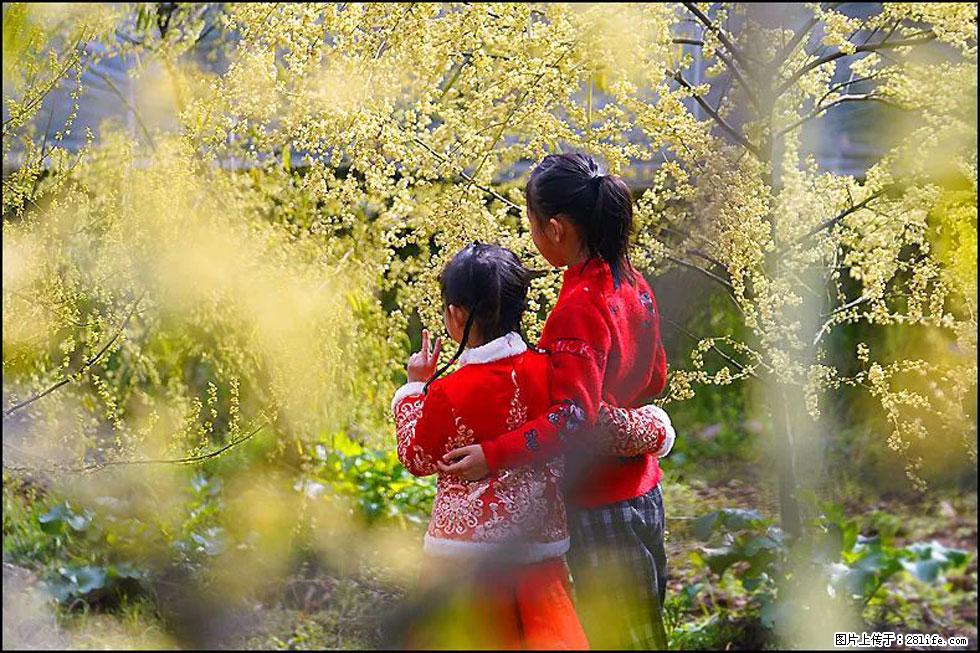 【春天，广西桂林灌阳县向您发出邀请！】米珠山前有片山苍子花在飘香 - 游山玩水 - 武汉生活社区 - 武汉28生活网 wh.28life.net