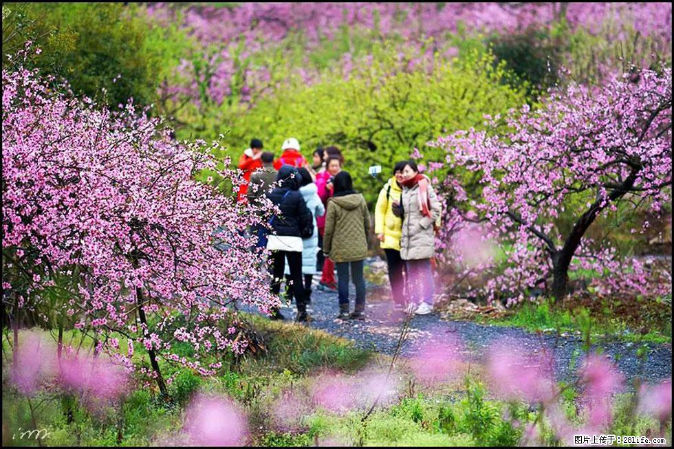 【春天，广西桂林灌阳县向您发出邀请！】官庄村有个醉美的桃花园 - 游山玩水 - 武汉生活社区 - 武汉28生活网 wh.28life.net
