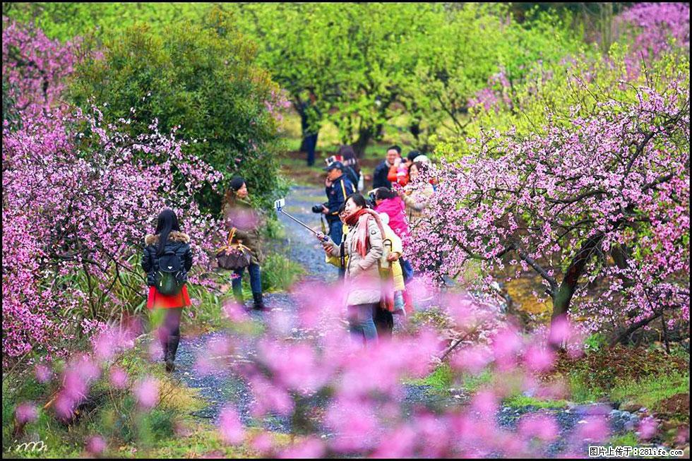 【春天，广西桂林灌阳县向您发出邀请！】官庄村有个醉美的桃花园 - 游山玩水 - 武汉生活社区 - 武汉28生活网 wh.28life.net