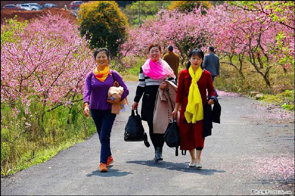 【春天，广西桂林灌阳县向您发出邀请！】官庄村有个醉美的桃花园 - 游山玩水 - 武汉生活社区 - 武汉28生活网 wh.28life.net