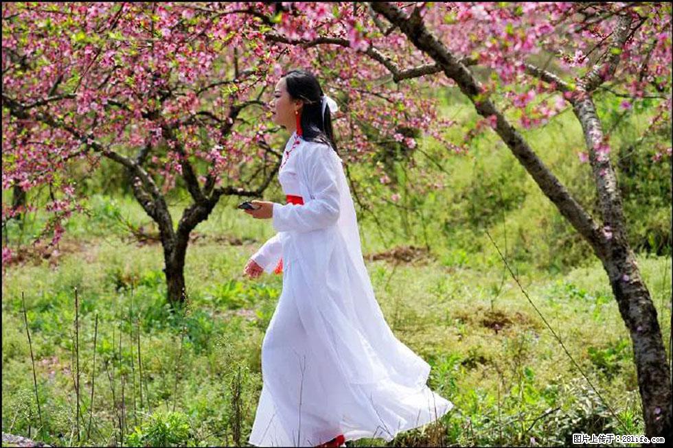 【春天，广西桂林灌阳县向您发出邀请！】官庄村有个醉美的桃花园 - 游山玩水 - 武汉生活社区 - 武汉28生活网 wh.28life.net