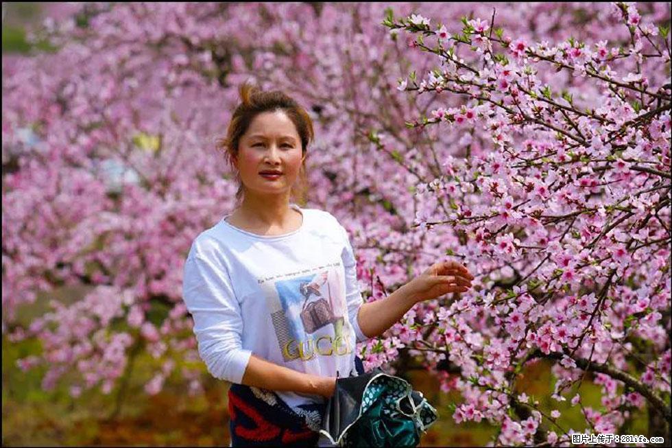 【春天，广西桂林灌阳县向您发出邀请！】官庄村有个醉美的桃花园 - 游山玩水 - 武汉生活社区 - 武汉28生活网 wh.28life.net