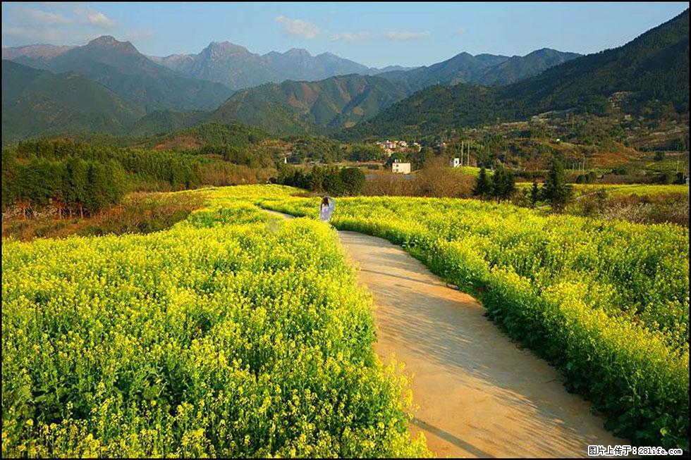 【春天，广西桂林灌阳县向您发出邀请！】长坪村油菜盛情花开 - 游山玩水 - 武汉生活社区 - 武汉28生活网 wh.28life.net