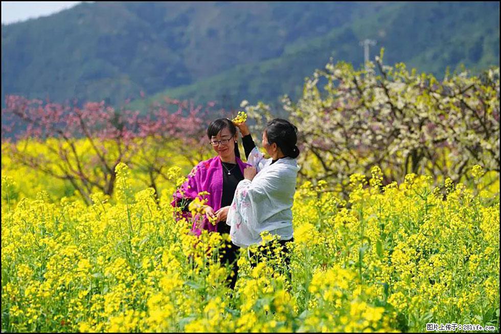 【春天，广西桂林灌阳县向您发出邀请！】长坪村油菜盛情花开 - 游山玩水 - 武汉生活社区 - 武汉28生活网 wh.28life.net