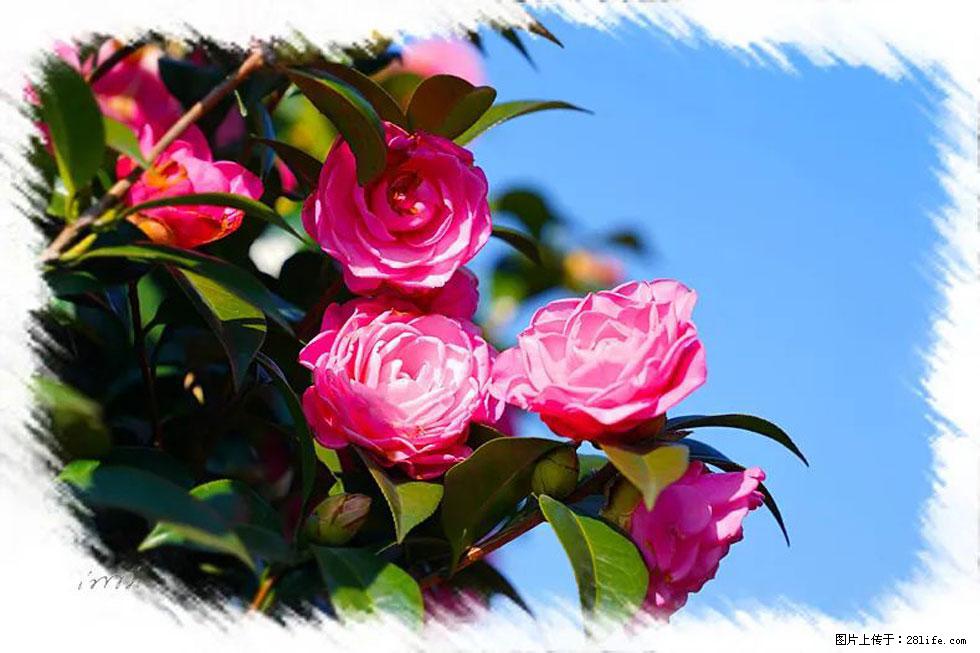 【春天，广西桂林灌阳县向您发出邀请！】杨柳井茶花惹人爱 - 游山玩水 - 武汉生活社区 - 武汉28生活网 wh.28life.net