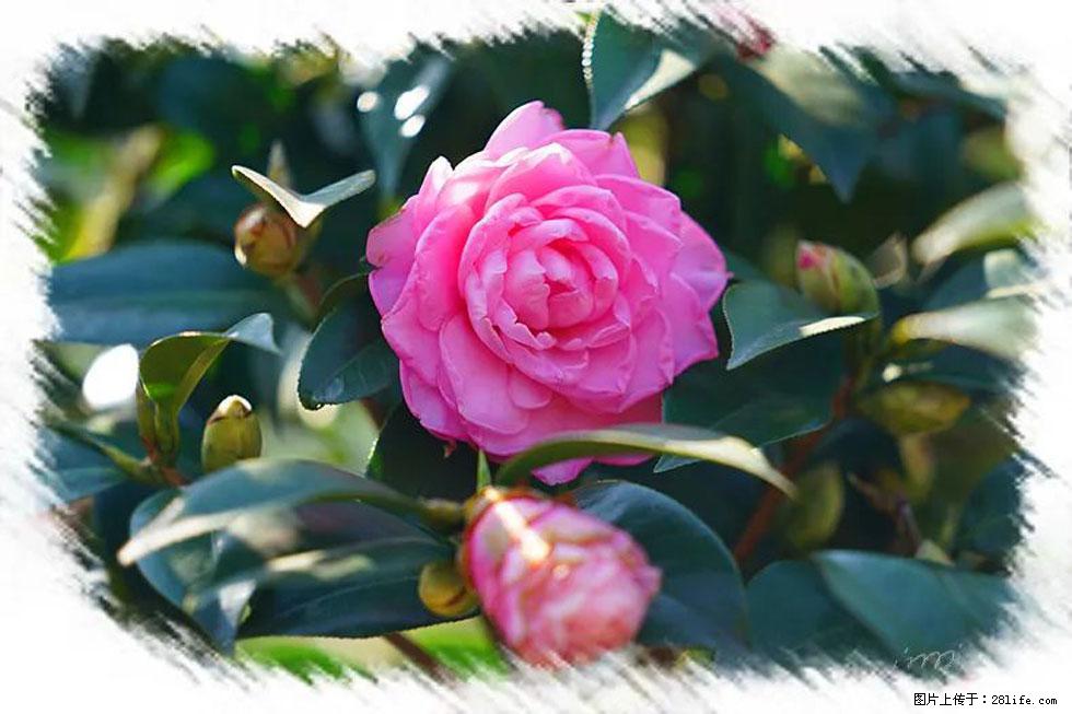 【春天，广西桂林灌阳县向您发出邀请！】杨柳井茶花惹人爱 - 游山玩水 - 武汉生活社区 - 武汉28生活网 wh.28life.net