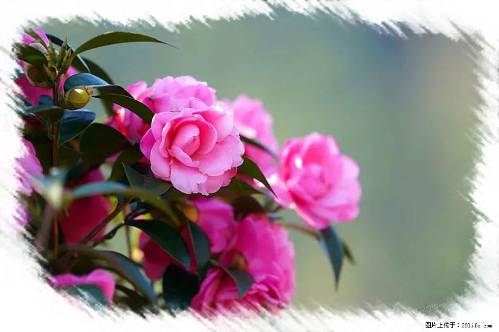 【春天，广西桂林灌阳县向您发出邀请！】杨柳井茶花惹人爱 - 游山玩水 - 武汉生活社区 - 武汉28生活网 wh.28life.net