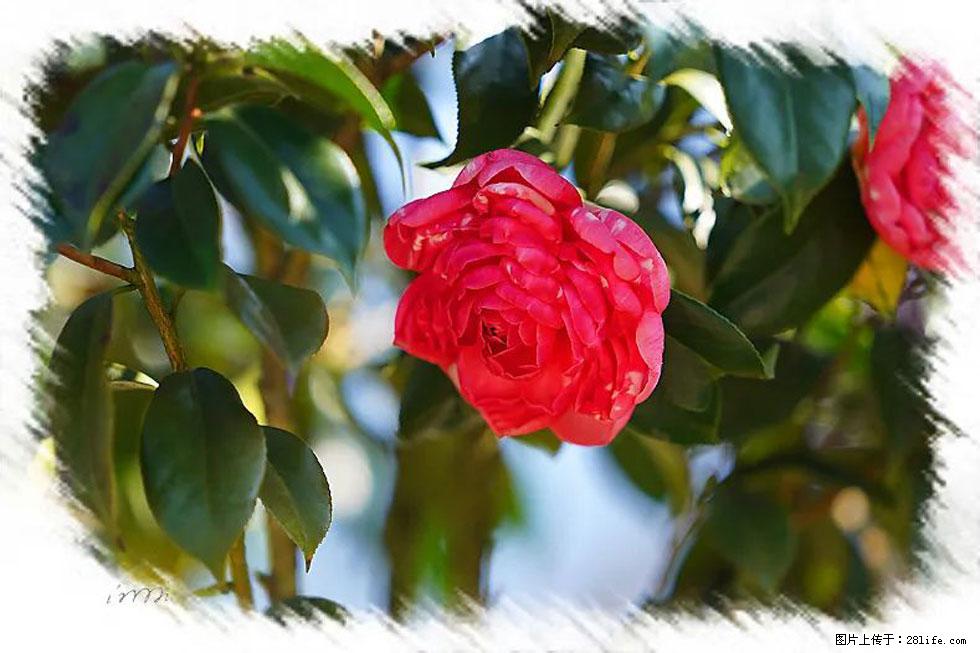 【春天，广西桂林灌阳县向您发出邀请！】杨柳井茶花惹人爱 - 游山玩水 - 武汉生活社区 - 武汉28生活网 wh.28life.net