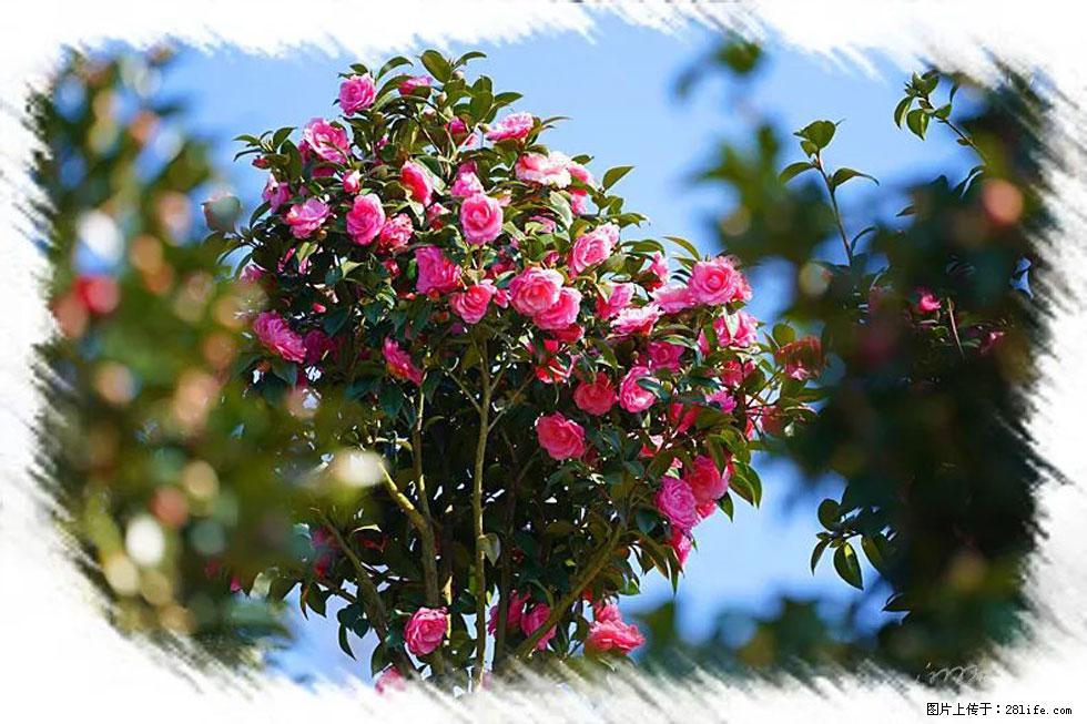 【春天，广西桂林灌阳县向您发出邀请！】杨柳井茶花惹人爱 - 游山玩水 - 武汉生活社区 - 武汉28生活网 wh.28life.net