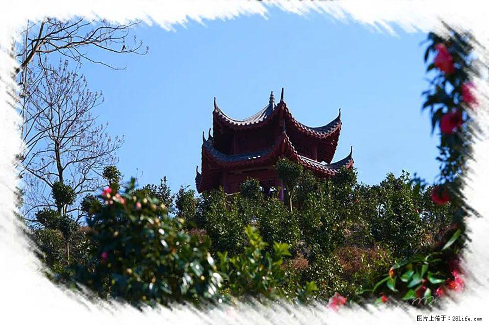【春天，广西桂林灌阳县向您发出邀请！】杨柳井茶花惹人爱 - 游山玩水 - 武汉生活社区 - 武汉28生活网 wh.28life.net