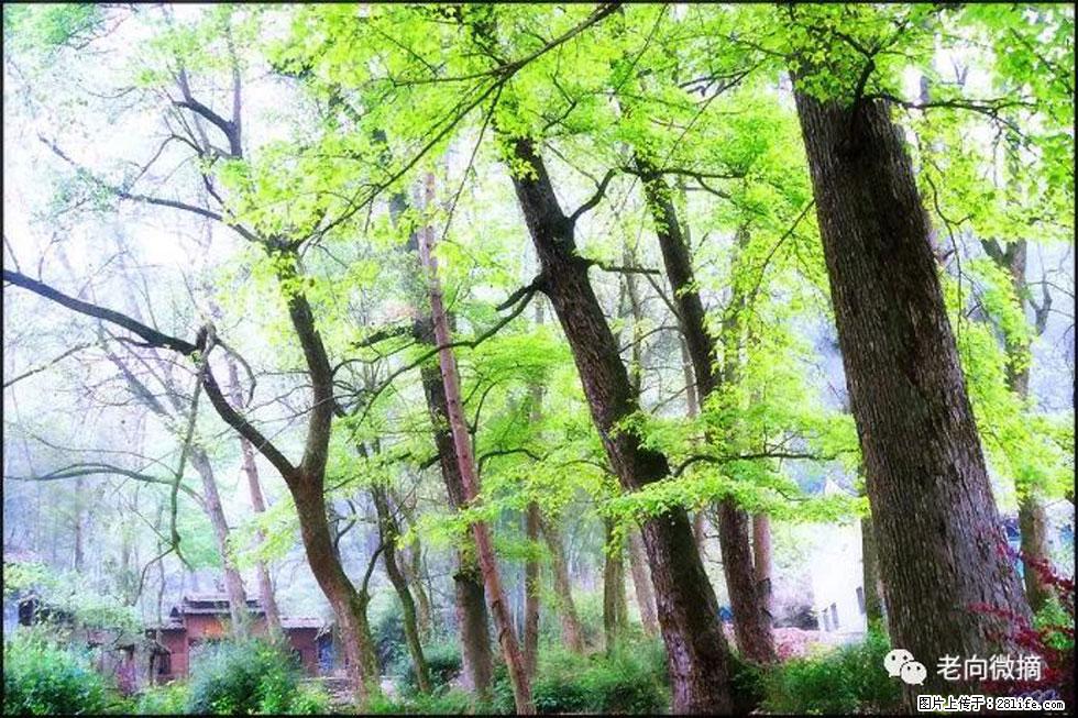 【春天，广西桂林灌阳县向您发出邀请！】在小龙村与春天约会 - 游山玩水 - 武汉生活社区 - 武汉28生活网 wh.28life.net