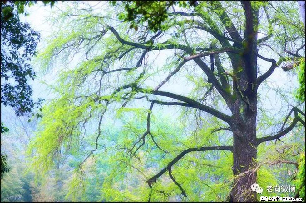 【春天，广西桂林灌阳县向您发出邀请！】在小龙村与春天约会 - 游山玩水 - 武汉生活社区 - 武汉28生活网 wh.28life.net