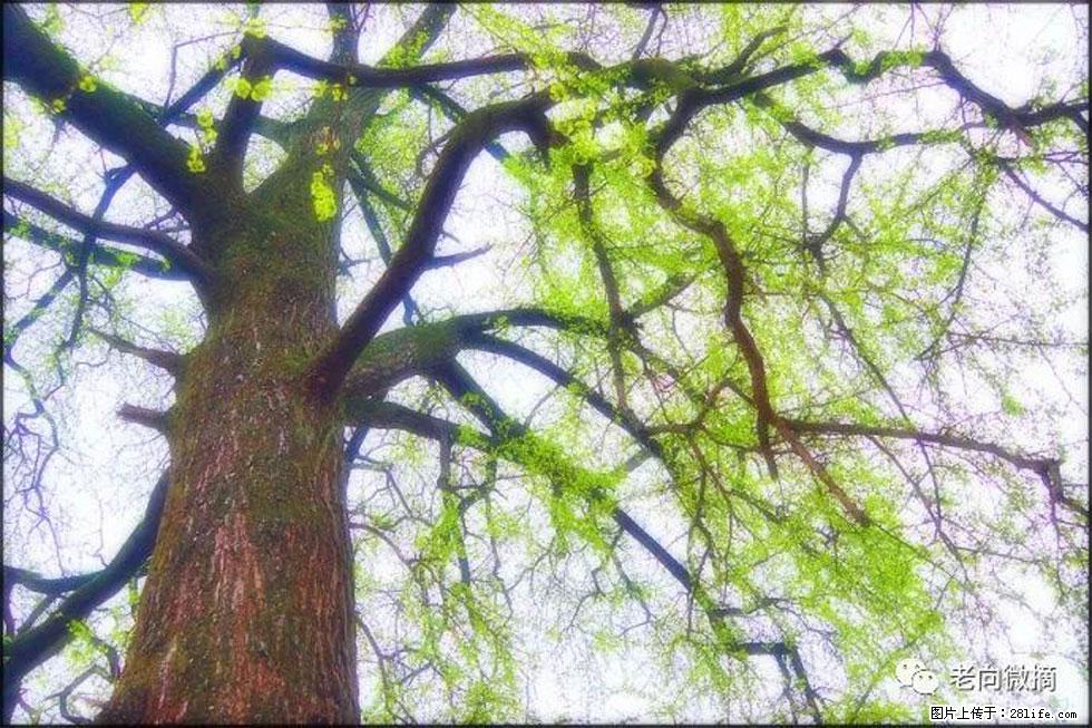 【春天，广西桂林灌阳县向您发出邀请！】在小龙村与春天约会 - 游山玩水 - 武汉生活社区 - 武汉28生活网 wh.28life.net