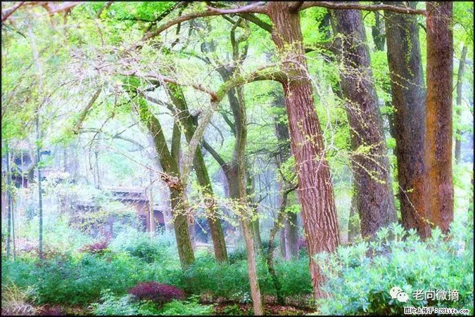 【春天，广西桂林灌阳县向您发出邀请！】在小龙村与春天约会 - 游山玩水 - 武汉生活社区 - 武汉28生活网 wh.28life.net