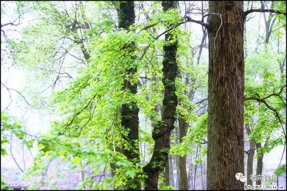【春天，广西桂林灌阳县向您发出邀请！】在小龙村与春天约会 - 游山玩水 - 武汉生活社区 - 武汉28生活网 wh.28life.net