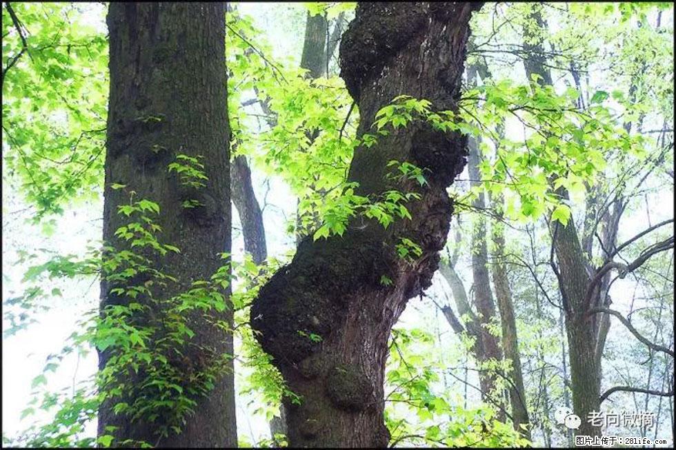 【春天，广西桂林灌阳县向您发出邀请！】在小龙村与春天约会 - 游山玩水 - 武汉生活社区 - 武汉28生活网 wh.28life.net