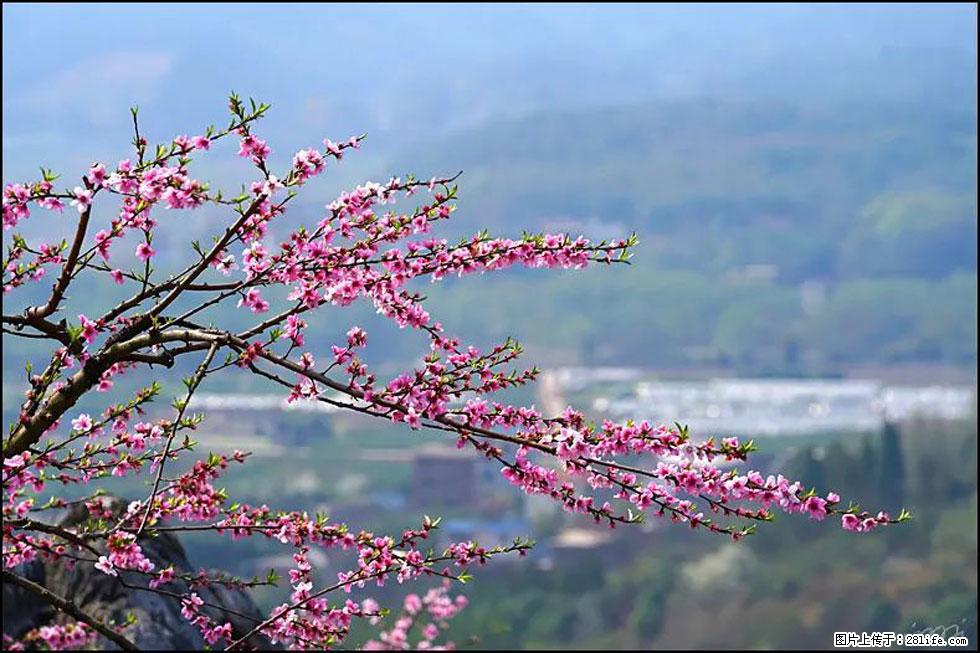 【春天，广西桂林灌阳县向您发出邀请！】望月岭上桃花开 - 游山玩水 - 武汉生活社区 - 武汉28生活网 wh.28life.net
