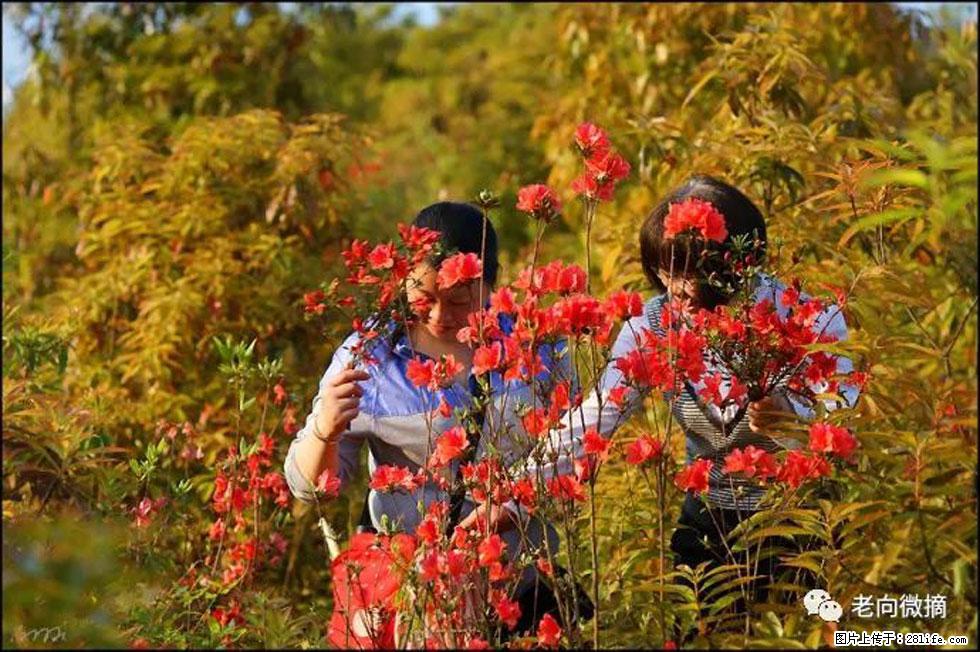 【春天，广西桂林灌阳县向您发出邀请！】登麒麟山，相约映山红 - 游山玩水 - 武汉生活社区 - 武汉28生活网 wh.28life.net