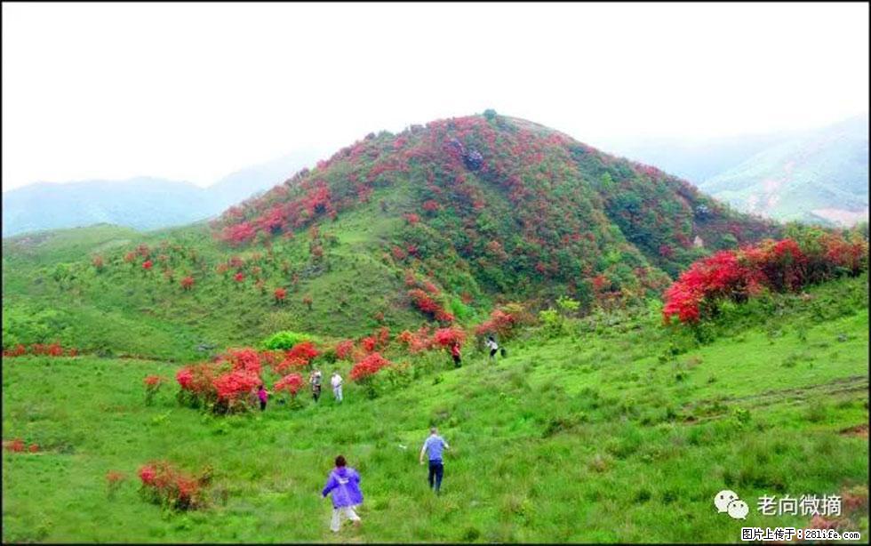 【春天，广西桂林灌阳县向您发出邀请！】宝盖山上映山红 - 游山玩水 - 武汉生活社区 - 武汉28生活网 wh.28life.net