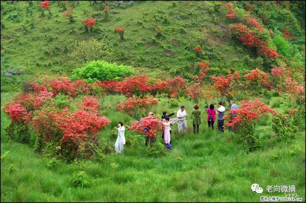 【春天，广西桂林灌阳县向您发出邀请！】宝盖山上映山红 - 游山玩水 - 武汉生活社区 - 武汉28生活网 wh.28life.net
