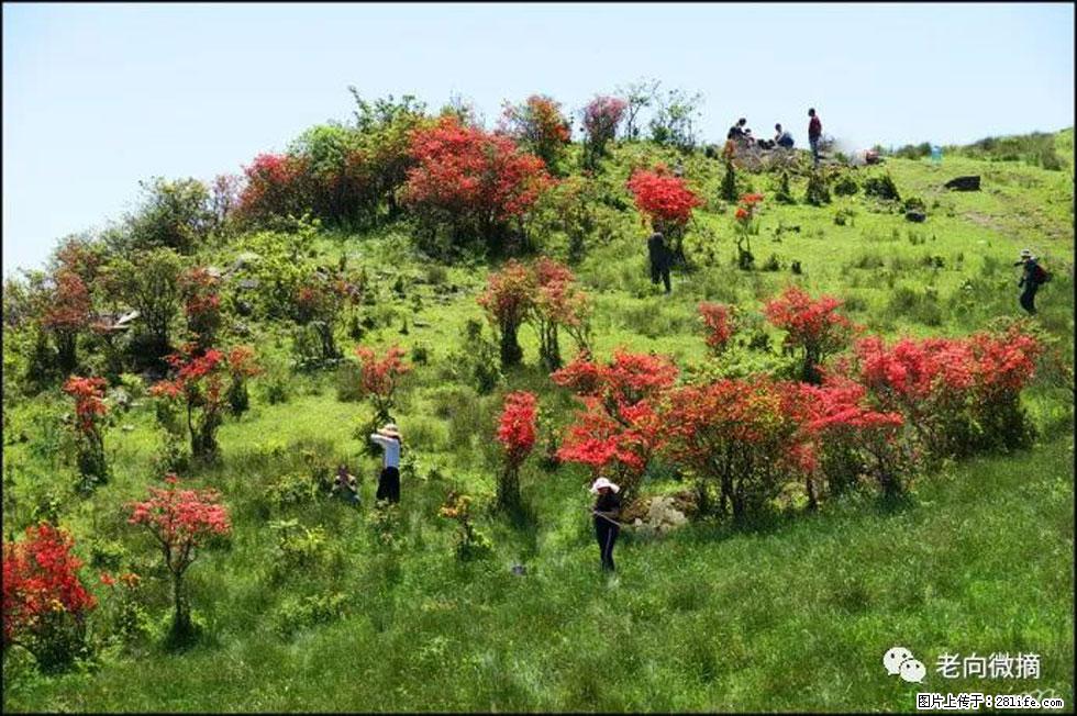 【春天，广西桂林灌阳县向您发出邀请！】宝盖山上映山红 - 游山玩水 - 武汉生活社区 - 武汉28生活网 wh.28life.net