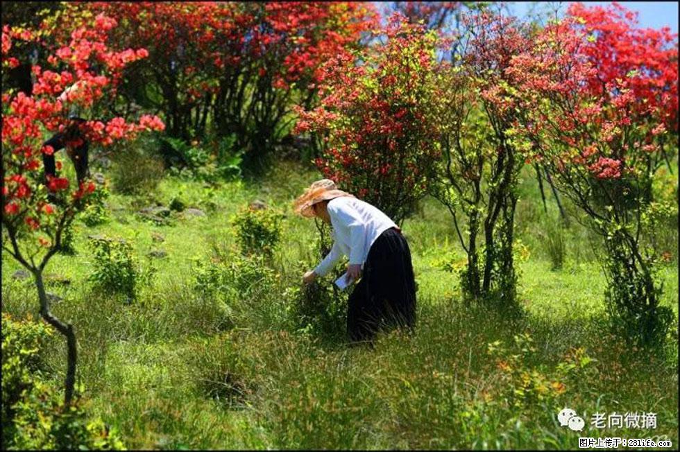 【春天，广西桂林灌阳县向您发出邀请！】宝盖山上映山红 - 游山玩水 - 武汉生活社区 - 武汉28生活网 wh.28life.net