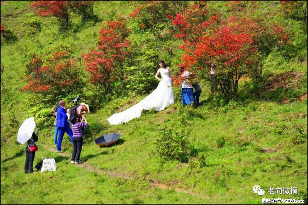 【春天，广西桂林灌阳县向您发出邀请！】宝盖山上映山红 - 游山玩水 - 武汉生活社区 - 武汉28生活网 wh.28life.net