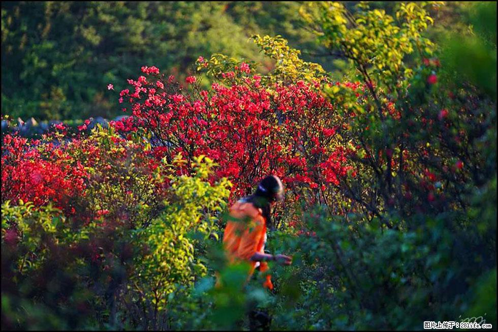 【春天，广西桂林灌阳县向您发出邀请！】春木界上映山红 - 游山玩水 - 武汉生活社区 - 武汉28生活网 wh.28life.net