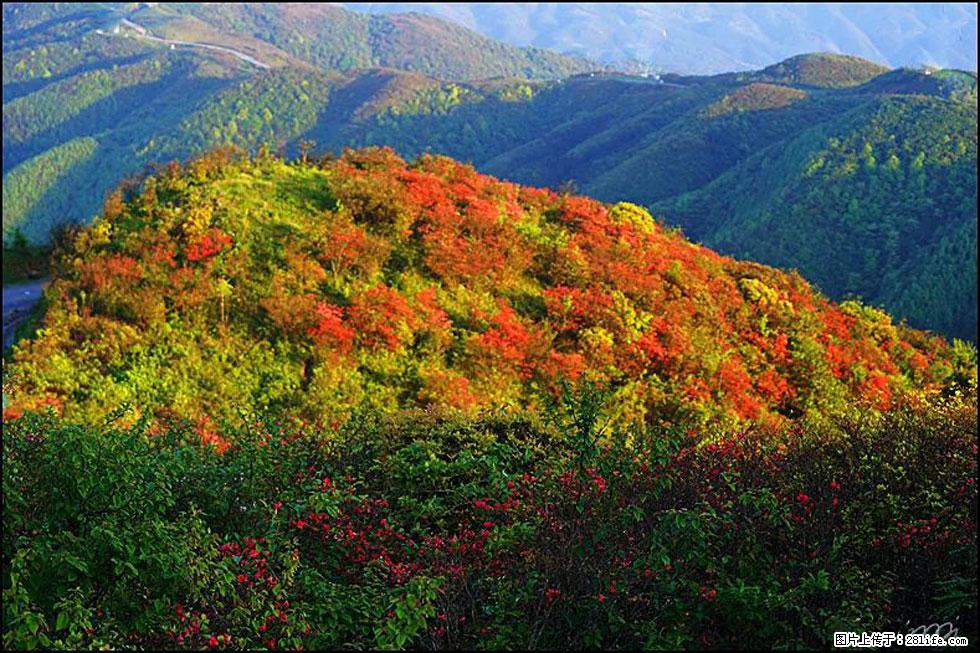 【春天，广西桂林灌阳县向您发出邀请！】春木界上映山红 - 游山玩水 - 武汉生活社区 - 武汉28生活网 wh.28life.net