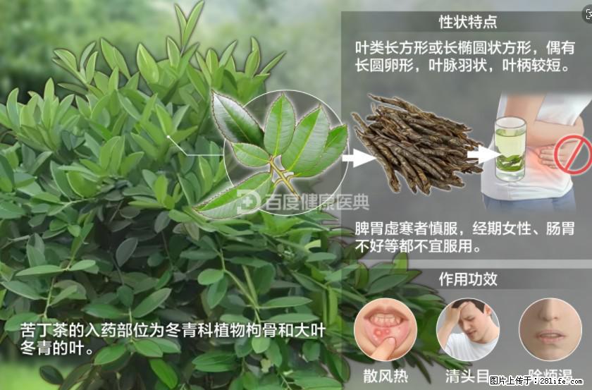 苦丁茶有哪些功效和作用 - 生活百科 - 武汉生活社区 - 武汉28生活网 wh.28life.net