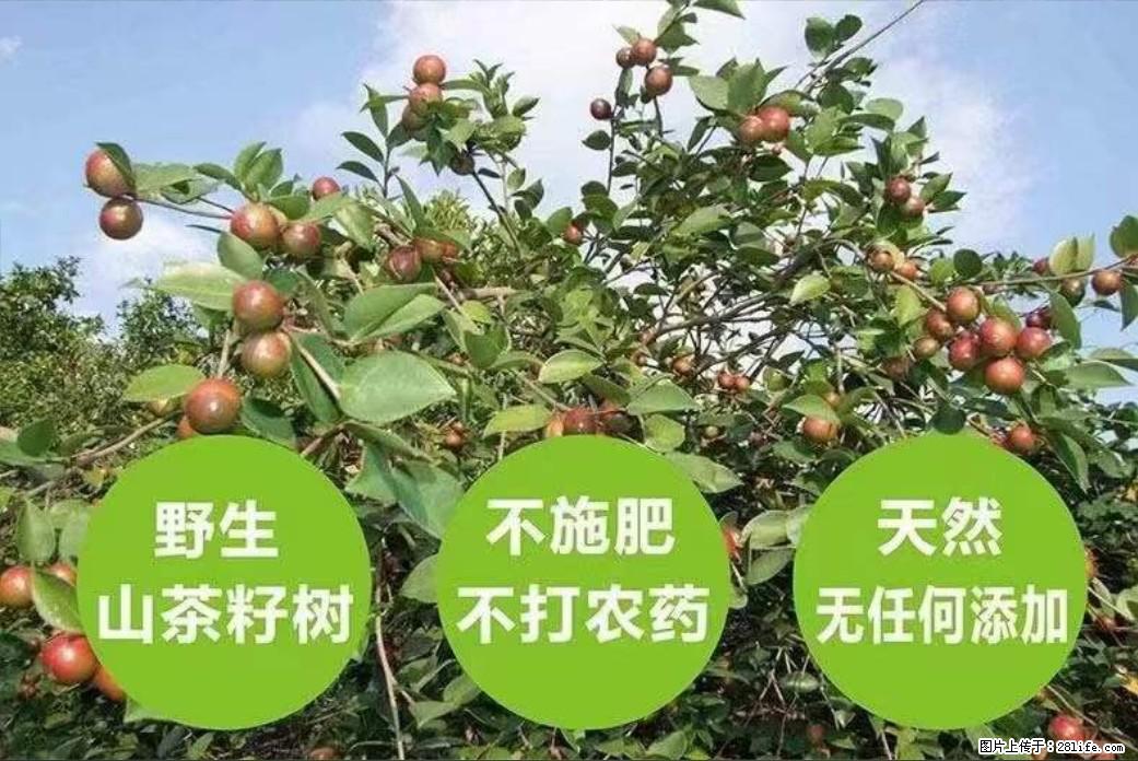 【灌阳县油茶产业示范区】一个有着充实的精神生活的人，对待身外之物自会有一种淡泊的态度 - 土特产 - 饮食特产 - 武汉分类信息 - 武汉28生活网 wh.28life.net