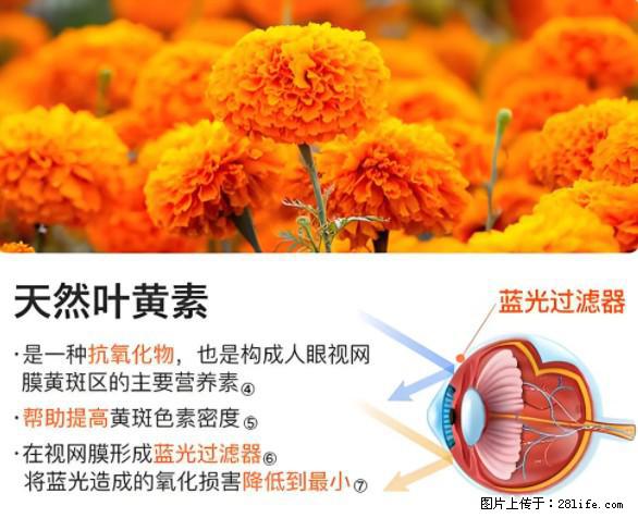 叶黄素有什么功效和作用 - 生活百科 - 武汉生活社区 - 武汉28生活网 wh.28life.net