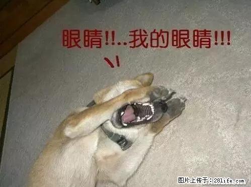笑癫了！一女的怀孕三年未生，他终于忍不住了... - 娱乐八卦 - 武汉生活社区 - 武汉28生活网 wh.28life.net