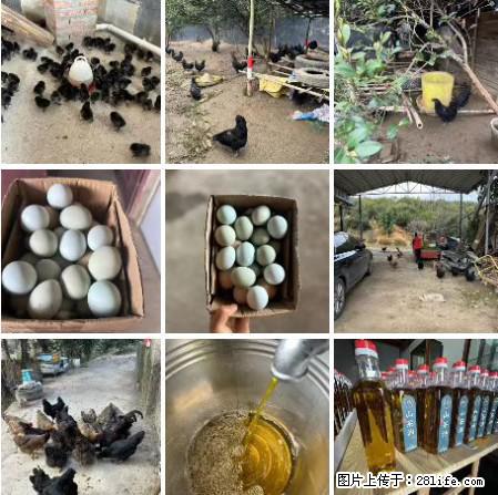 油茶园从小鸡仔开始养起的纯土鸡、土鸡蛋可以预定啦！还有前几天刚榨的纯山茶油哦 - 土特产 - 饮食特产 - 武汉分类信息 - 武汉28生活网 wh.28life.net