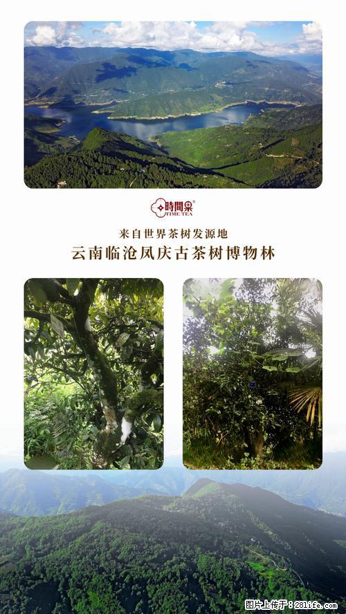 时间果百年古树2025年春红茶 - 购物交流 - 武汉生活社区 - 武汉28生活网 wh.28life.net