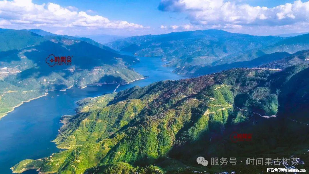 时间果百年古树龙珠普洱生茶 - 购物交流 - 武汉生活社区 - 武汉28生活网 wh.28life.net