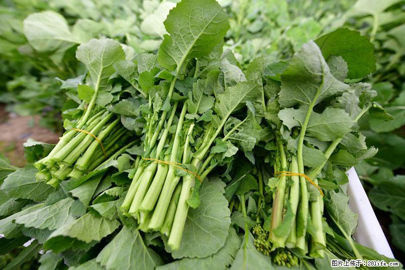 这些蔬菜是“天然钙片”，这6种被医生重点推荐 - 武汉生活资讯 - 武汉28生活网 wh.28life.net